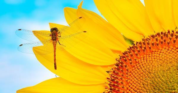 創作意欲と感性が溢れ出す！　絵が嫌いな子でも楽しく描ける夏休みポスター