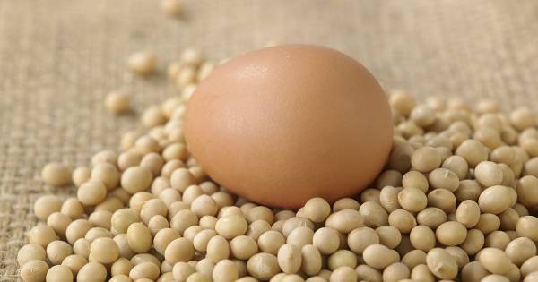 “タンパク質不足”に要注意。子どもの頭をよくしてくれる、実は身近な「ブレインフード」