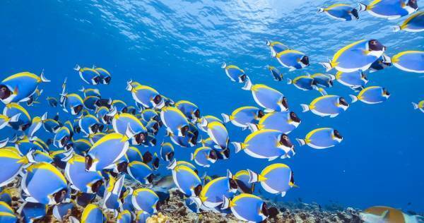 「感じる心」育ってますか？　幼児期の豊かな感性が「学び」につながっていく――