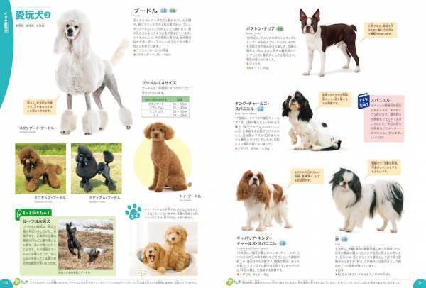 2024年におすすめ！ 小学生向け理科実験キットと図鑑で楽しむクリスマスプレゼント