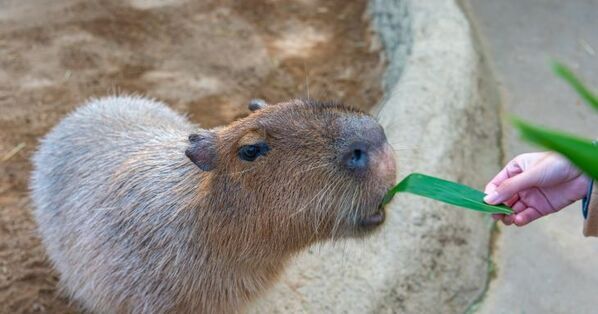 【2025年保存版】子どもが夢中になる！　全天候型おでかけスポット15選｜週末も連休も使える穴場ガイド