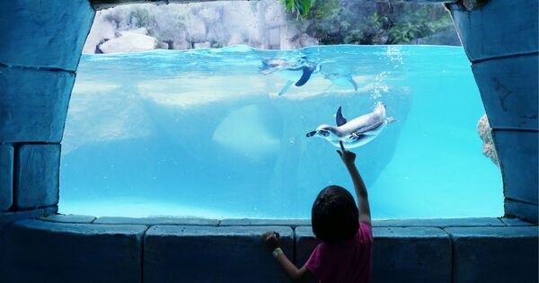 【冒険力の育て方】スイング幼児教室が教える、乱世を生き抜くための「4つの力」