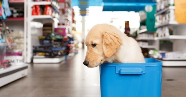 「この子がほしい！」でも「そんな簡単には飼えない……」毎回ペットショップで泣くわが子に、どう伝える？