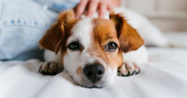 「この子がほしい！」でも「そんな簡単には飼えない……」毎回ペットショップで泣くわが子に、どう伝える？