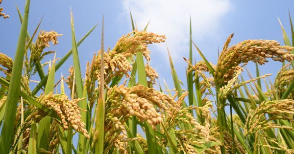 有名進学校が欲しがる子の条件｜「現代と歴史をつなげる力」は歴史漫画で育ちます