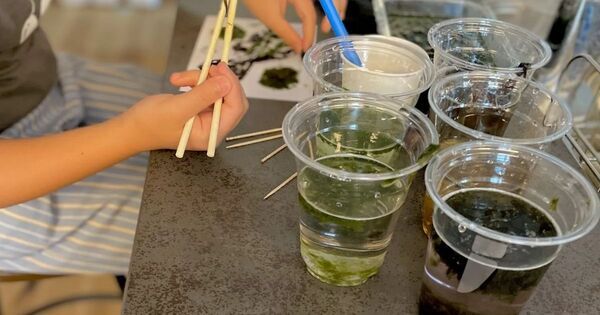 夏休みの自由研究シリーズ②！　毎日の食卓にある「食材」を研究テーマに—— 海苔プロジェクト【ワークシート無料ダウンロード】