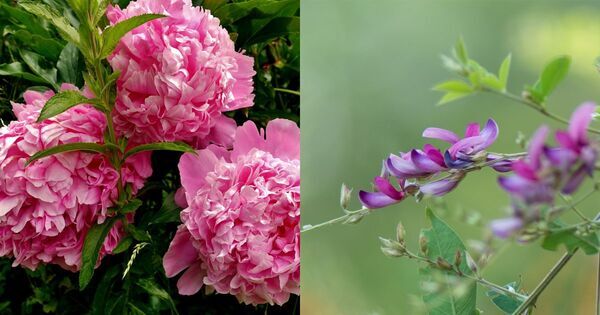 「 “おはぎ” と “ぼた餅”のちがいは何？」お彼岸・お墓参りの習慣を簡単に解説【親子で学ぶ 日本の文化】