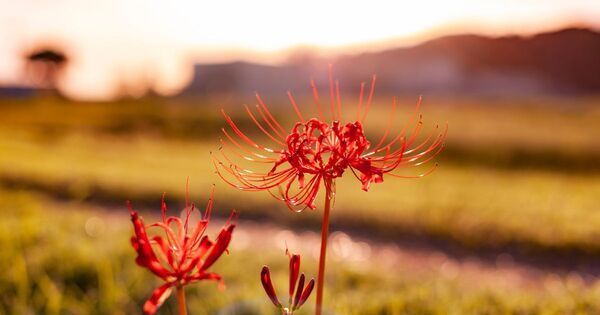 「 “おはぎ” と “ぼた餅”のちがいは何？」お彼岸・お墓参りの習慣を簡単に解説【親子で学ぶ 日本の文化】
