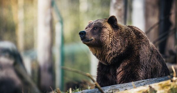 「山にいるはずのクマが、どうして街に？」「何を食べるの？」【親子で学ぶ 環境の話】