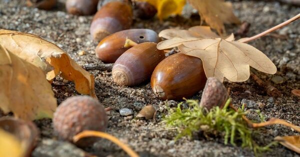 「山にいるはずのクマが、どうして街に？」「何を食べるの？」【親子で学ぶ 環境の話】