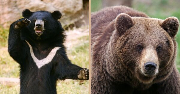 「山にいるはずのクマが、どうして街に？」「何を食べるの？」【親子で学ぶ 環境の話】