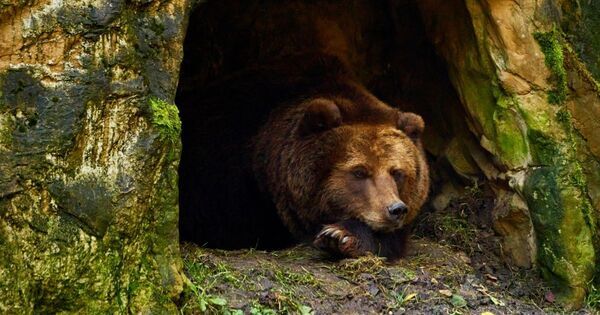 「山にいるはずのクマが、どうして街に？」「何を食べるの？」【親子で学ぶ 環境の話】