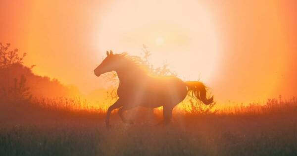 2026年は丙午（ひのえうま）60年に一度の迷信はどう生まれた？｜【親子で学ぶ歴史の話】