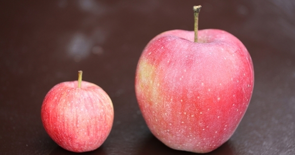 「比べないで」と言いながら比べてしまう親へ。｜”比較”の正しい使い方