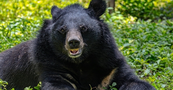 絵本のクマと本物のクマは全然違う。この「ズレ」が子どもの思考力を育てる