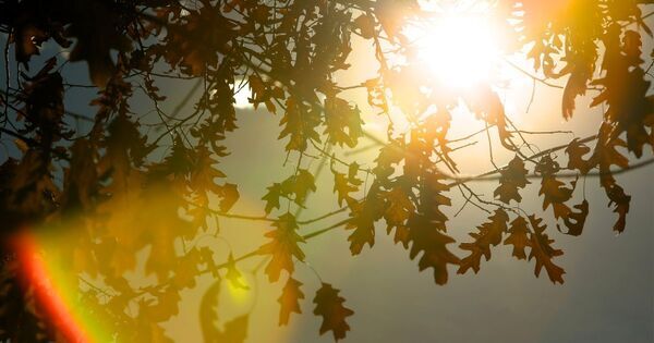 「ねえ、エルニーニョって何？」遠い海の温度が、日本の夏を変えている