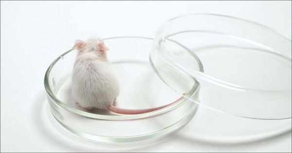 【夏休み自由研究にも】「オペラでマウスの寿命が延びた」ってマジすか！？　勉強嫌いの子が食いつく、大人気書籍『マジすか科学』に学ぶ、「知りたい気持ち」の正体