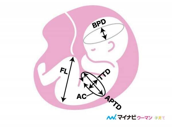 医師監修 胎児の大きさの調べ方は 測定方法と発育の目安 考えられるトラブル 年5月22日 ウーマンエキサイト 2 5