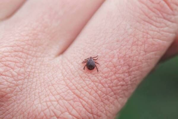 医師監修 夏に要注意 子供の虫刺され 虫の種類別症状や対処法 年5月22日 ウーマンエキサイト 2 5