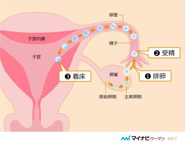 医師監修 排卵日の目安は生理周期でわかる 何日ごろ 2020年6月14日 ウーマンエキサイト 1 3