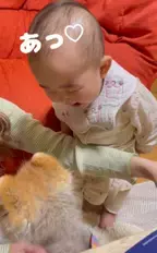 天使そのもの!!! 赤ちゃんがワンちゃんと対面した動画に「この世の可愛いが詰まってる♡」