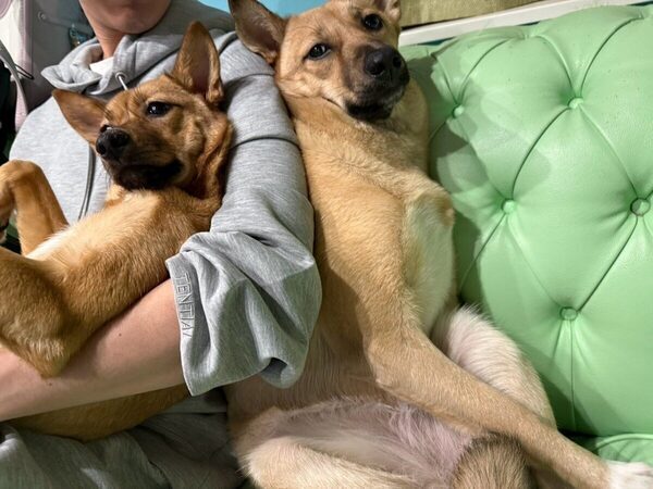 土屋アンナさん「猫6匹・保護犬3匹・子ども4人」の大家族暮らしを語る。瀕死の保護犬、どれだけ噛まれても「私はあなたを傷つけない」