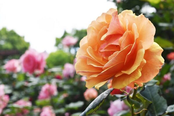 【入園無料】まもなく見頃！ 約80種150株の“春バラ”が咲き誇る。横浜市港南区で「手づくりバラ園フェスティバル」開催