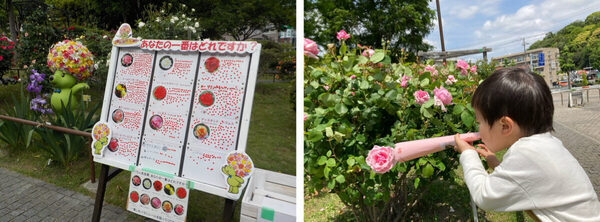 【入園無料】まもなく見頃！ 約80種150株の“春バラ”が咲き誇る。横浜市港南区で「手づくりバラ園フェスティバル」開催