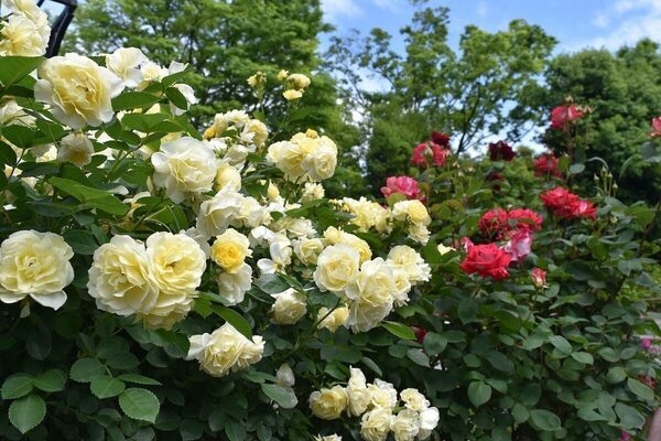 【入園無料】まもなく見頃！ 約80種150株の“春バラ”が咲き誇る。横浜市港南区で「手づくりバラ園フェスティバル」開催