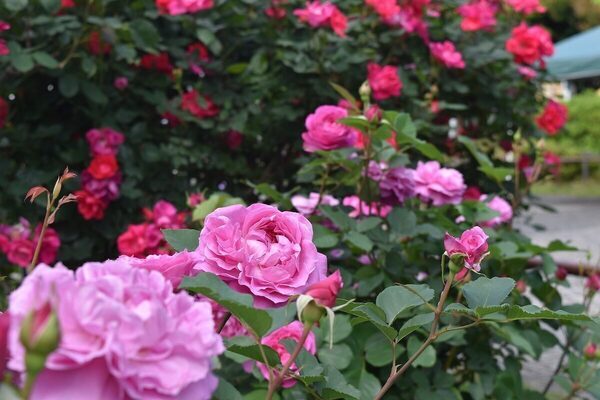 【入園無料】まもなく見頃！ 約80種150株の“春バラ”が咲き誇る。横浜市港南区で「手づくりバラ園フェスティバル」開催