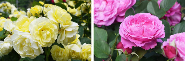 【入園無料】まもなく見頃！ 約80種150株の“春バラ”が咲き誇る。横浜市港南区で「手づくりバラ園フェスティバル」開催