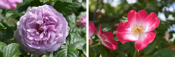 【入園無料】まもなく見頃！ 約80種150株の“春バラ”が咲き誇る。横浜市港南区で「手づくりバラ園フェスティバル」開催