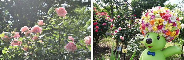 【入園無料】まもなく見頃！ 約80種150株の“春バラ”が咲き誇る。横浜市港南区で「手づくりバラ園フェスティバル」開催