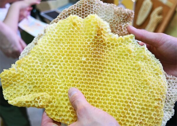 【入園無料】まもなく見頃！ 約80種150株の“春バラ”が咲き誇る。横浜市港南区で「手づくりバラ園フェスティバル」開催