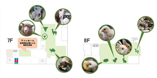 参加無料で「ふれあい動物園」と「謎解きイベント」が体験できる！ アトレ亀戸＆東武動物公園＆ビオレのコラボイベントが5/5に開催
