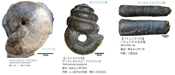 【観覧料無料】アンモナイト化石300点を一挙公開！ 姫路科学館で「くらべてわかる!アンモナイト」開催