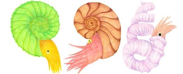 【観覧料無料】アンモナイト化石300点を一挙公開！ 姫路科学館で「くらべてわかる!アンモナイト」開催