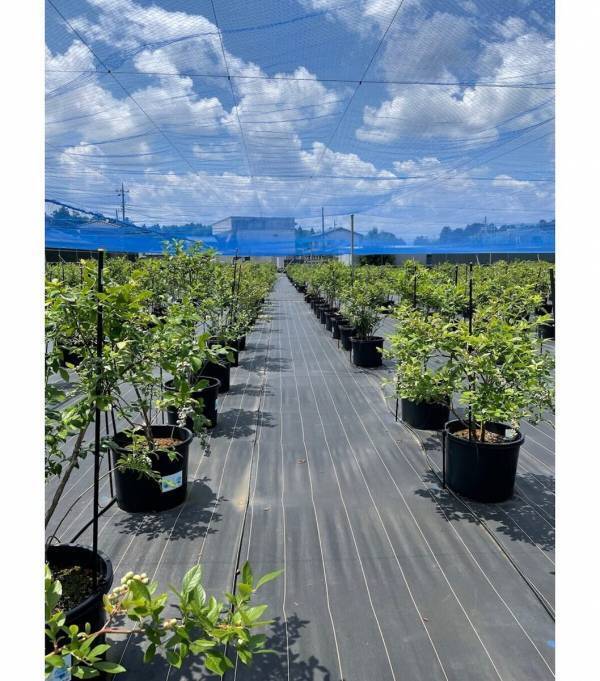 【もうすぐシーズン！ブルーベリー】摘みたての大粒果実を味わい、焼きたてのスイーツを楽しむ！“体験型ブルーベリー農園”