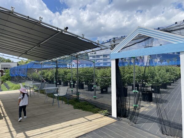 【もうすぐシーズン！ブルーベリー】摘みたての大粒果実を味わい、焼きたてのスイーツを楽しむ！“体験型ブルーベリー農園”