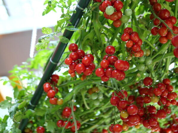 【SNS映えもバッチリ】まるで絵本の世界♡【カゴメ】の無料イベントで不思議なまなび体験（東京・世田谷区）