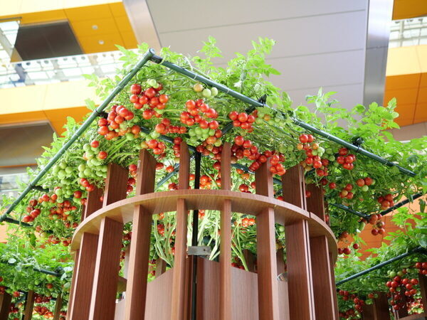 【SNS映えもバッチリ】まるで絵本の世界♡【カゴメ】の無料イベントで不思議なまなび体験（東京・世田谷区）