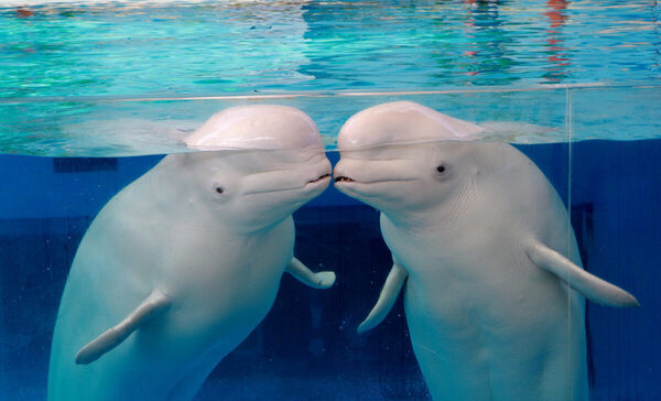 【数量限定】最大1200円お得！「超早割ワンデーパス」で夏はお得に八景島シーパラダイスへ