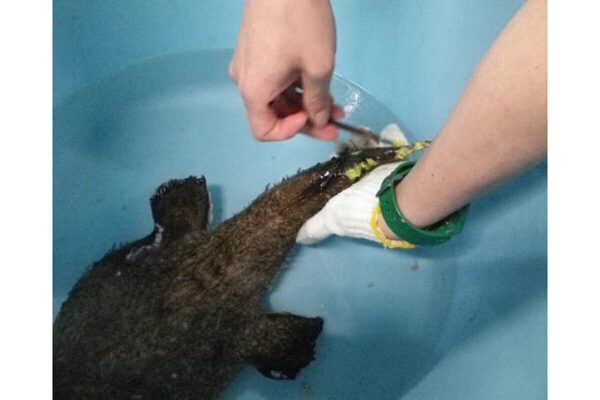 普段は入れない水族館のバックヤードに潜入できる！ 新江ノ島水族館で、魚と人のケガの治し方について学べる親子イベントが開催