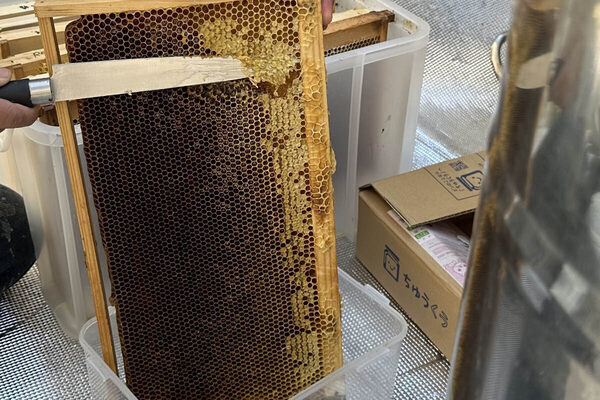 ホテル椿山荘東京が親子で過ごす夏の自由研究ステイを発売、ハチミツの食べ比べや採蜜体験も！