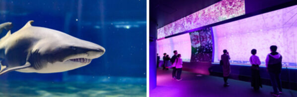 楽しそう♪子どものための新宿発日帰りプラン。サメの種類日本一を誇る茨城大洗水族館のバックヤード探検へ！