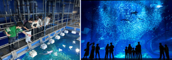 楽しそう♪子どものための新宿発日帰りプラン。サメの種類日本一を誇る茨城大洗水族館のバックヤード探検へ！