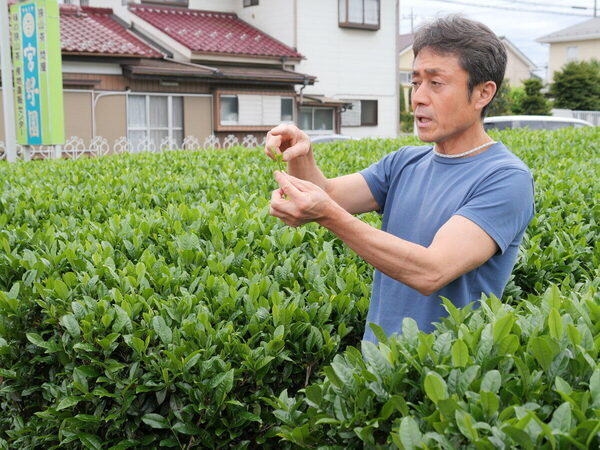 香りも味もたまらん～！親子で参加したお茶摘み体験を五感ぜんぶで味わい尽くした件