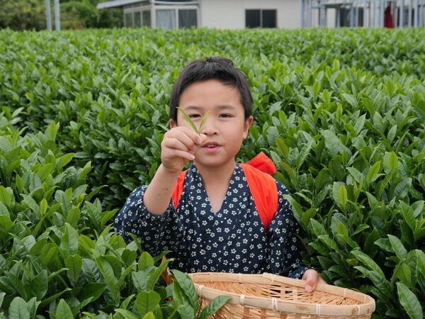香りも味もたまらん～！親子で参加したお茶摘み体験を五感ぜんぶで味わい尽くした件