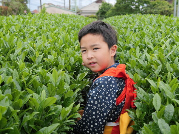 香りも味もたまらん～！親子で参加したお茶摘み体験を五感ぜんぶで味わい尽くした件