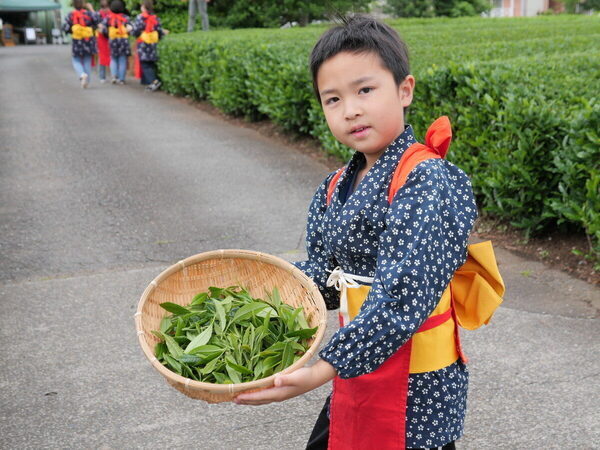 香りも味もたまらん～！親子で参加したお茶摘み体験を五感ぜんぶで味わい尽くした件